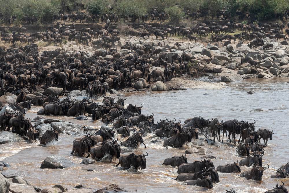 Herds of wildebeest crossing the Mara River, northern Serengeti, Tanzania.