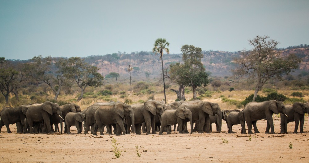 A herd of elephant in a dry riverbed, Ruaha National Park.