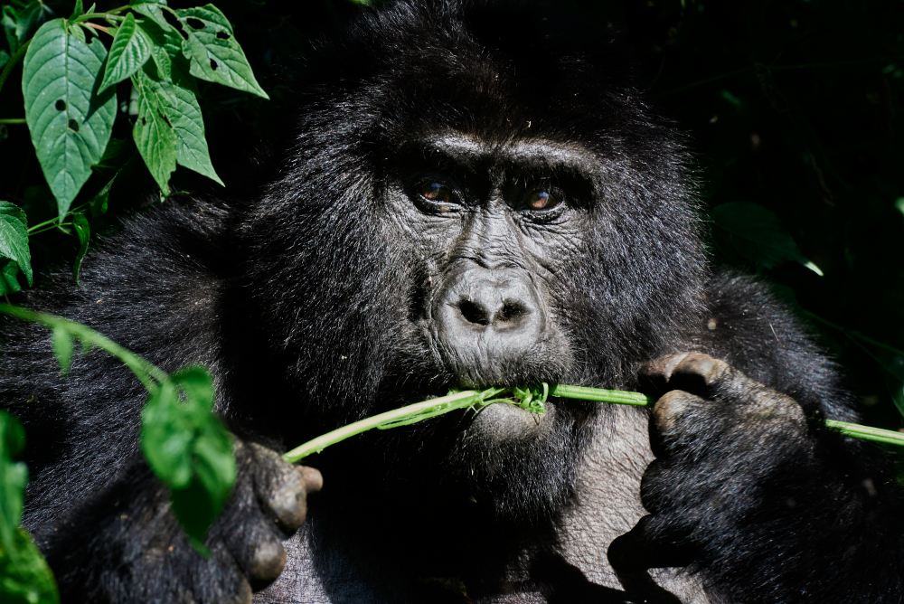 The silverback sits amidst the vegetation keeping an eye on his family in the Bwindi Forest, Uganda.
