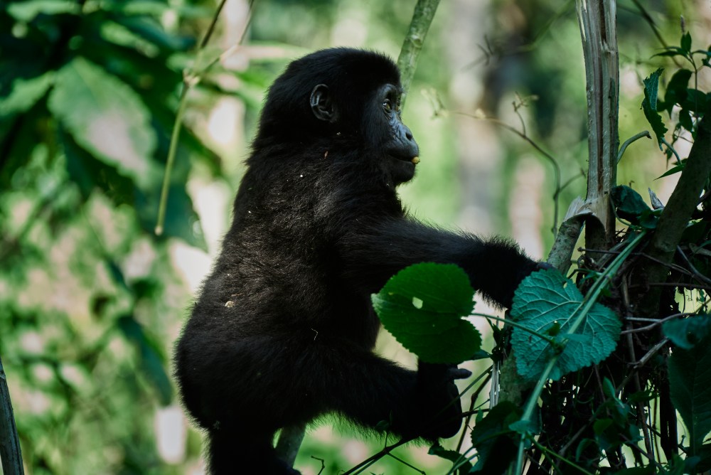 A young gorilla explores the vegetation of Bwindi Impenetrable Forest, Uganda.