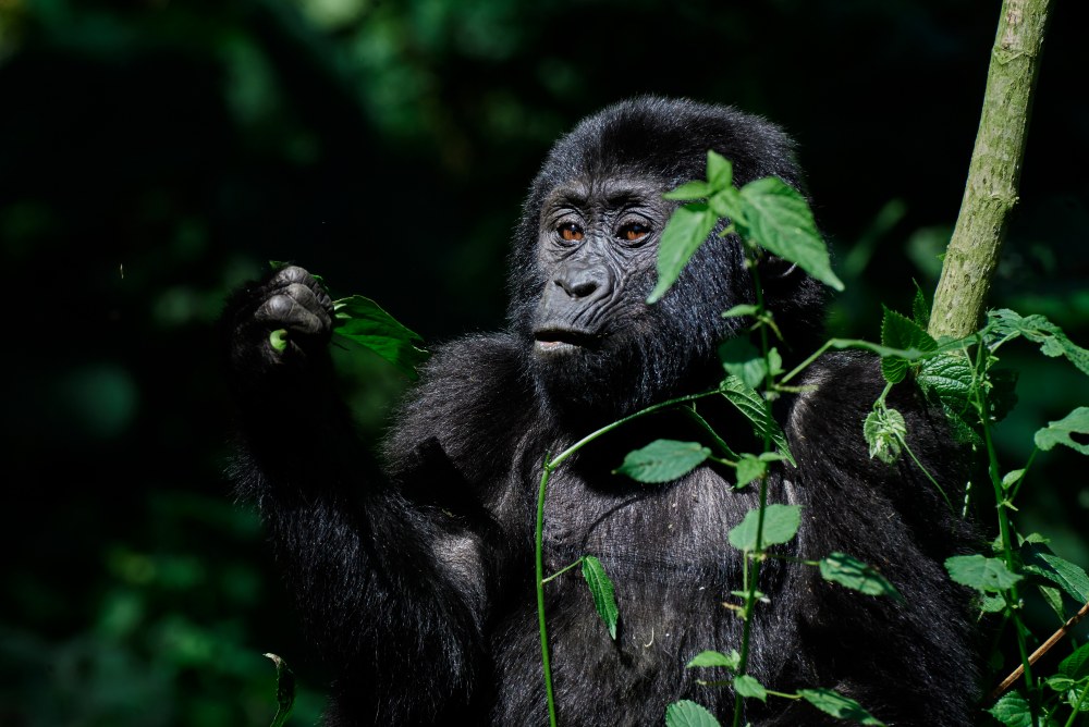 A gorilla foraging in Bwindi Impenetrable Forest, Uganda.