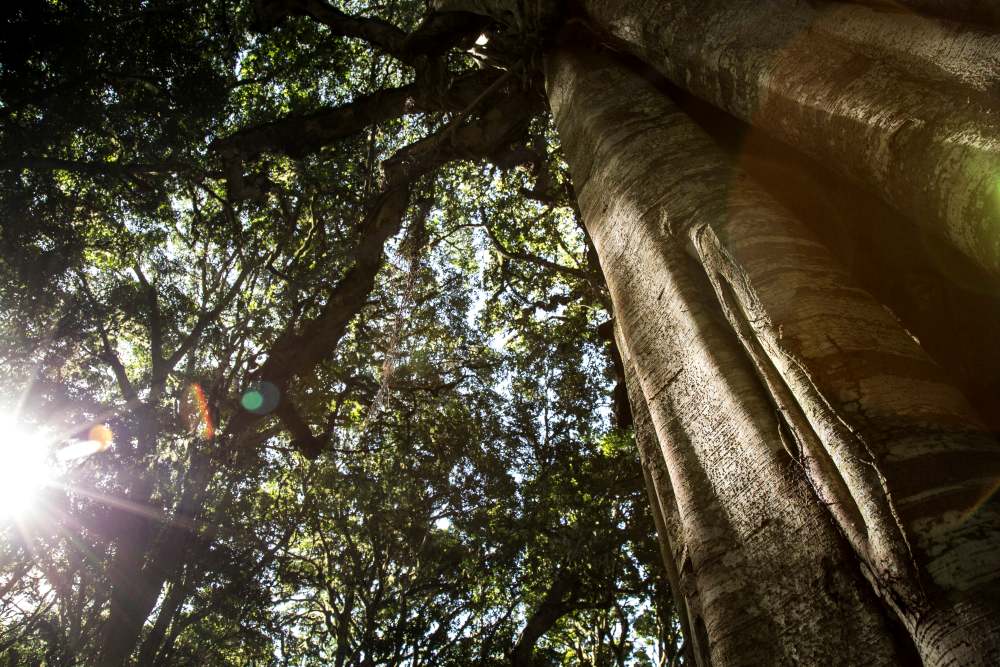 The rich forest habitat of the Chyulu Hills