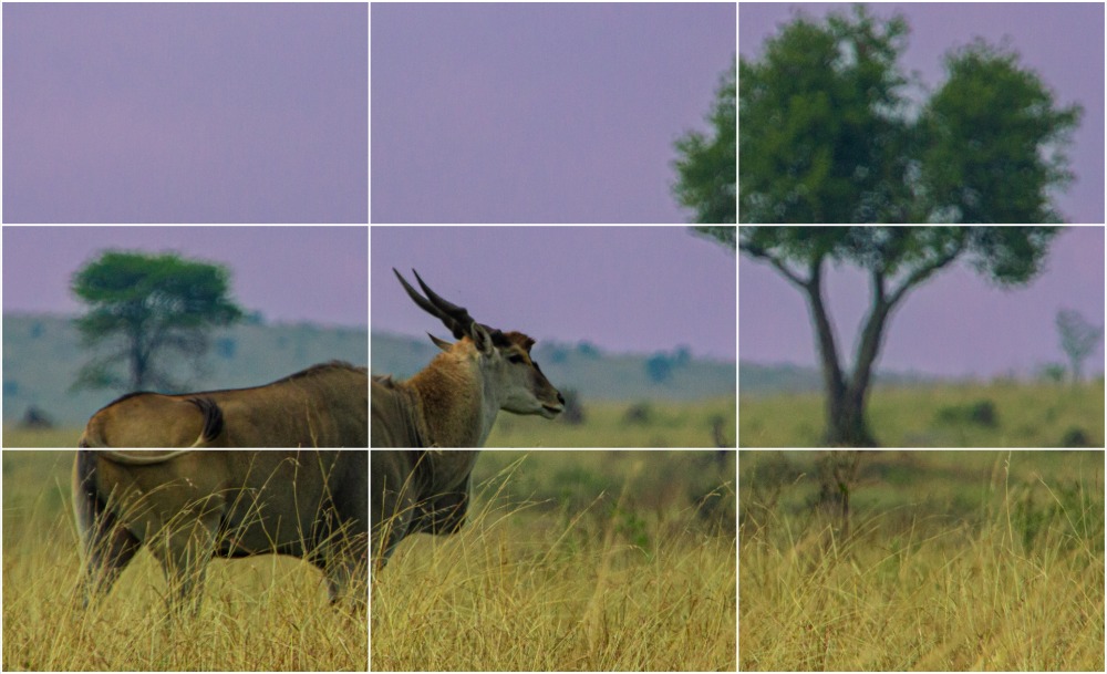 An eland on the grassy plains, Tanzania