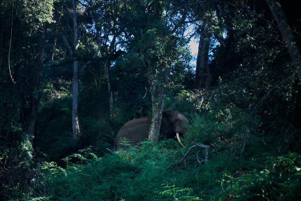 A forest elephant in Bwindi Forest, Uganda