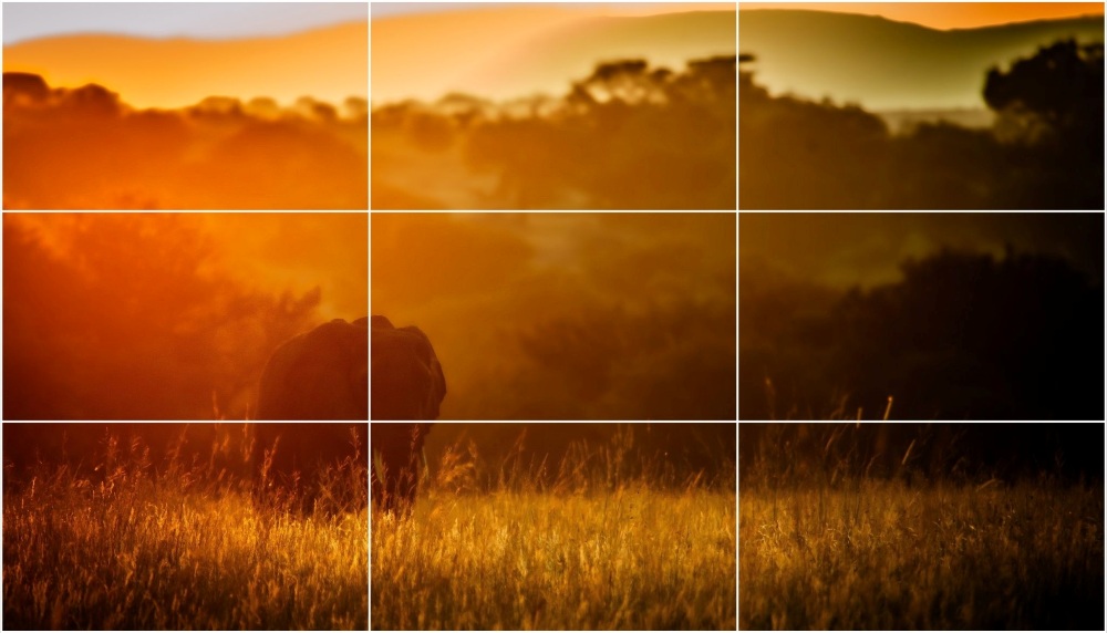 An elephant in the soft evening light, Tanzania.