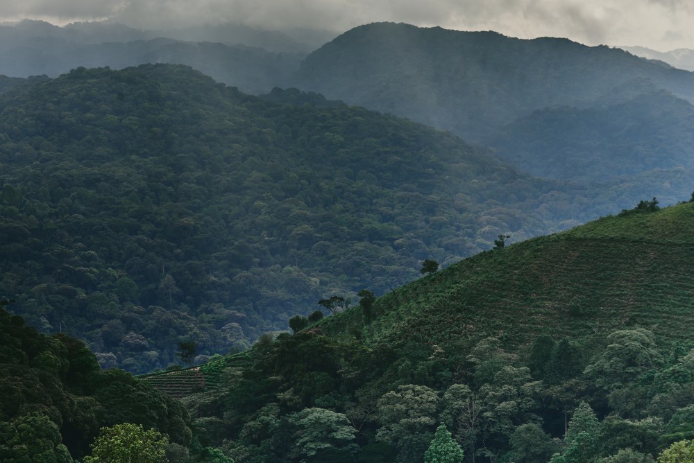 View over the forested hills of Bwindi, Uganda.