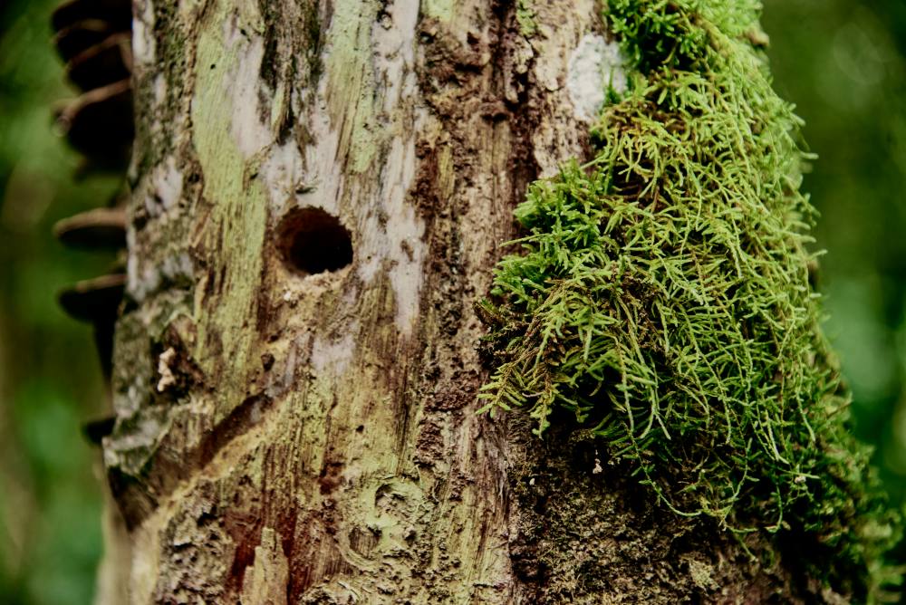 Lichen growing on a tree in the Bwindi Impenetrable Forest, Uganda.