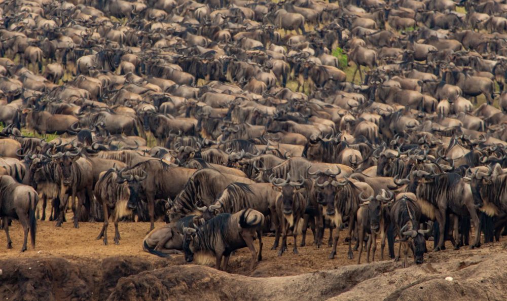 A herd of wildebeest in the northern Serengeti, Tanzania