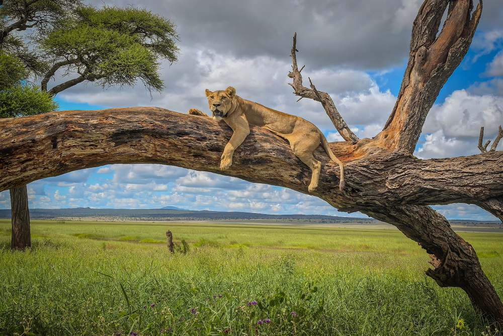 A lioness in Tarangire National Park, Tanzania.