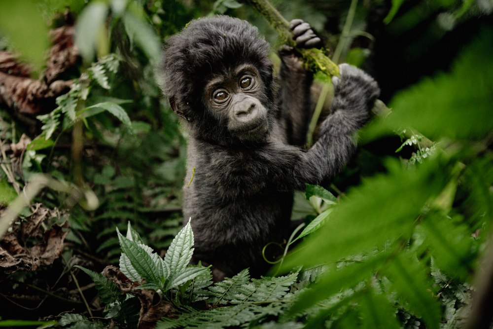 A baby gorilla in the Bwindi Impenetrable Forest, Uganda.