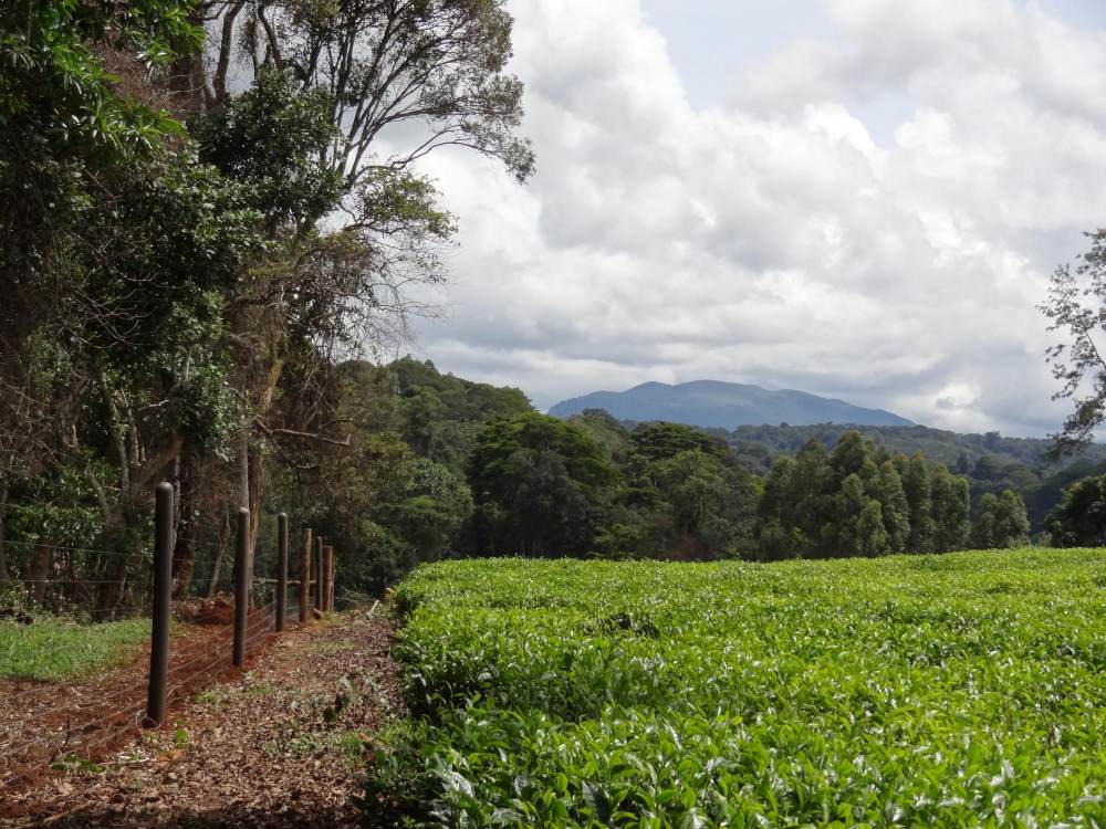 A fence around Aberdare National Park, installed and maintained by Rhino Ark, Kenya
