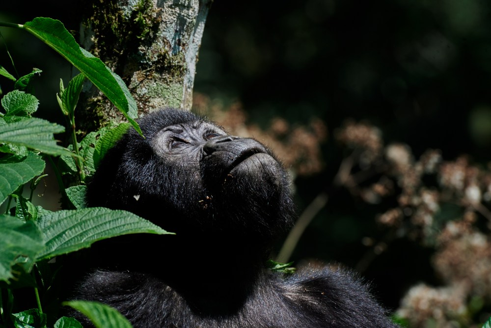A gorilla in the Bwindi Impenetrable Forest, Uganda.