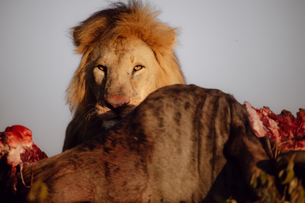 A male lion with a fresh wildebeest kill, Serengeti National Park, Tanzania.