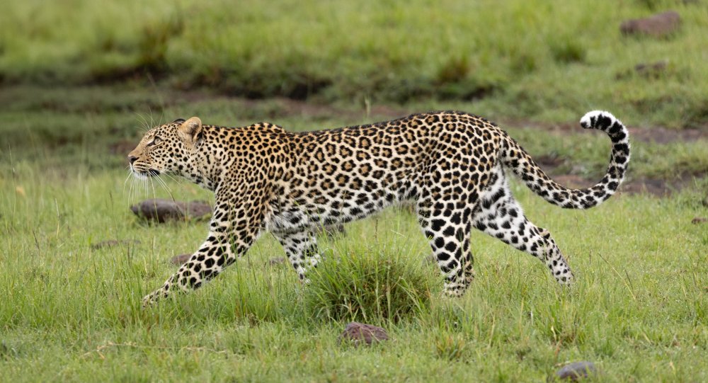 A leopard in the Maasai Mara, Kenya