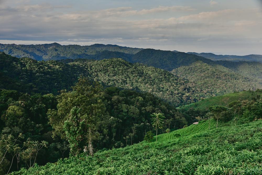 The line between national park and cultivated land, Bwindi, Uganda