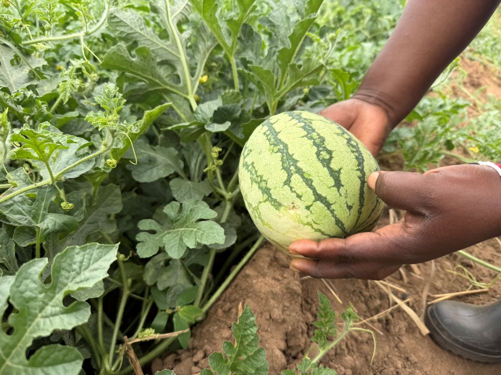 Vegetables being grown from improved farm lands in southern Tanzania.