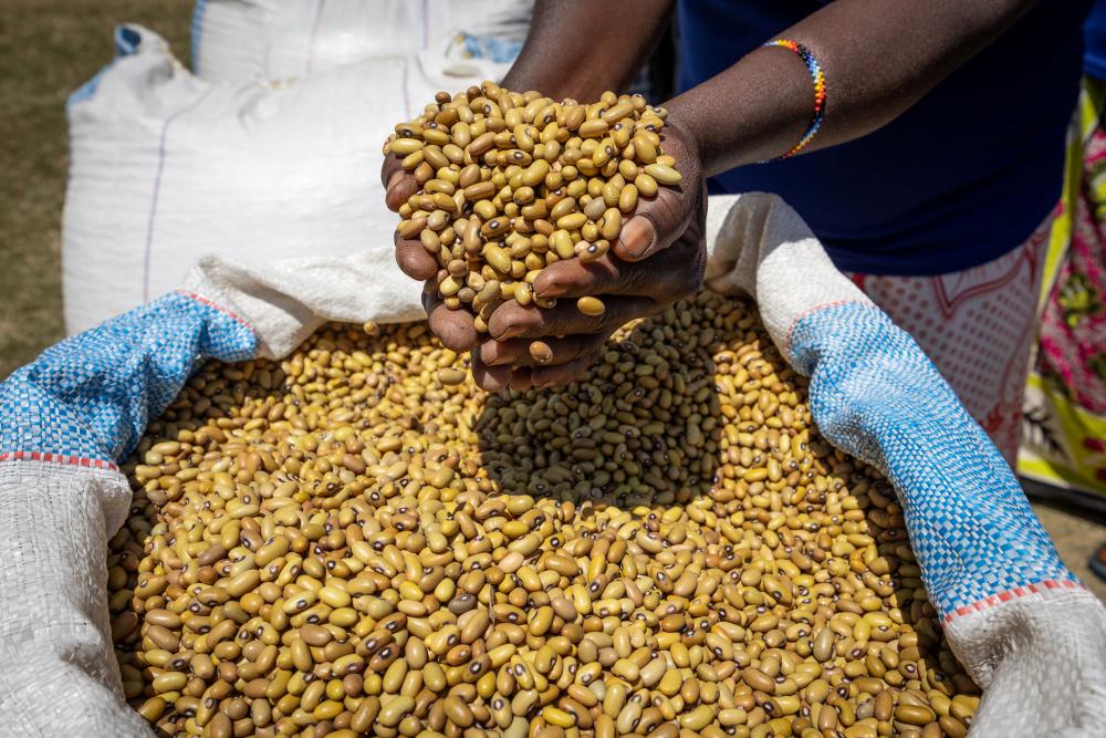 Legume yields have increased due to improved soil quality, southern Tanzania.