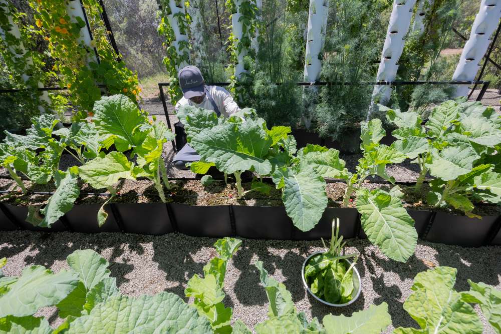 The vertical garden in Encounter Mara, Mara Naboisho Conservancy.