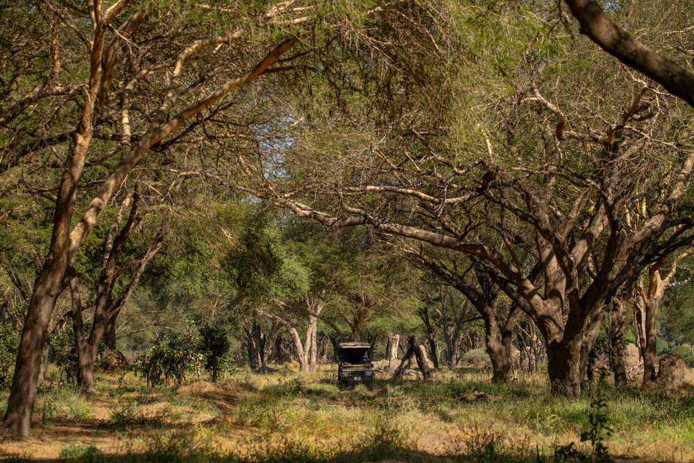 The rich biodiversity of the Usangu Wetlands, Ruaha National Park, Tanzania.