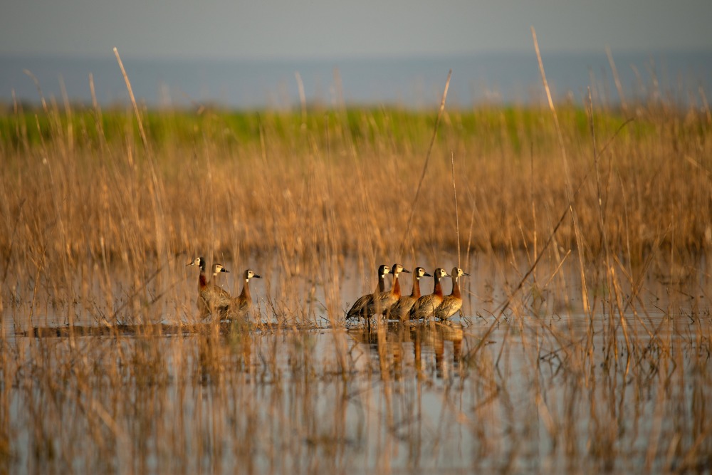 Ducks on the water in the Usangu Wetlands, Ruaha National Park, Tanzania.