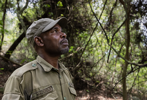 a chimpanzee tracker on rubondo island looks up into the tree canopy