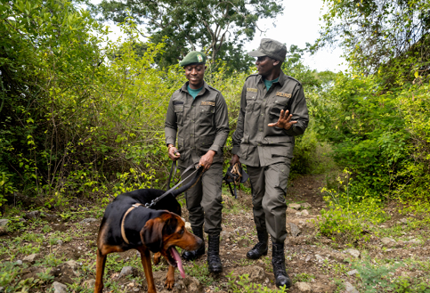 two rangers from kuru dogs on patrol in tanzania