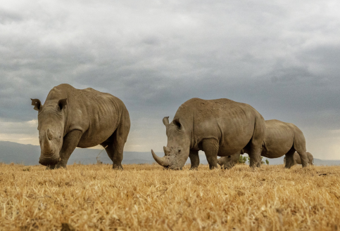 rhino grazing in ol pejeta conservancy kenya