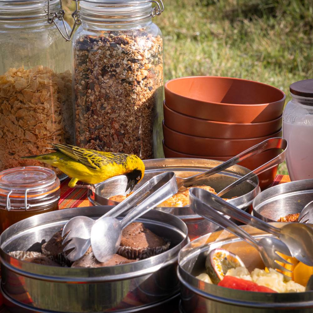 A bird visits the picnic breakfast table in the Ol Pejeta Conservancy, Kenya.