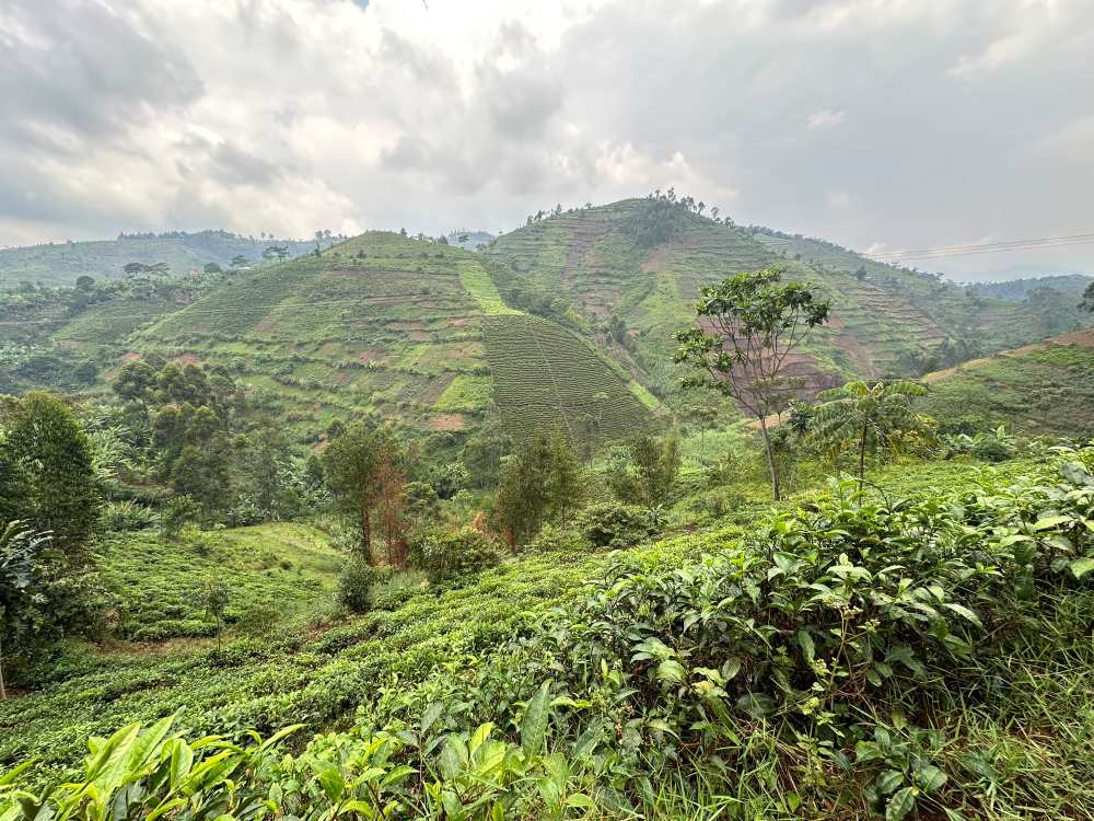 Tea plantations cover the hillsides, Uganda.