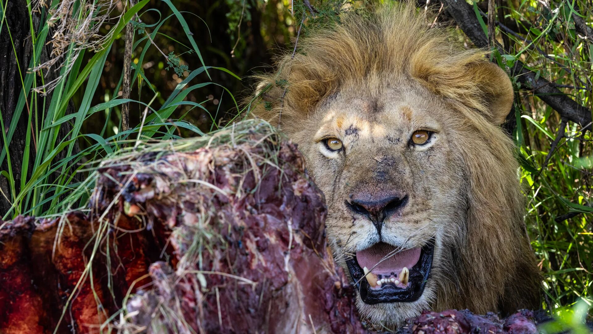 a male lion sits next to his fresh kill