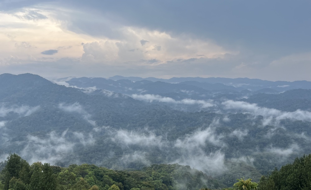 Mist clings to the dense hills of Bwindi Impenetrable Forest, Uganda