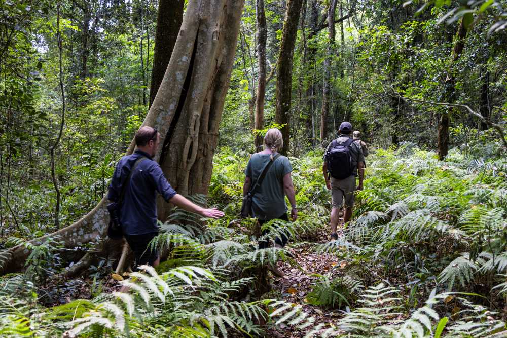 Walking through the lush forest of Rubondo Island National Park, Tanzania.