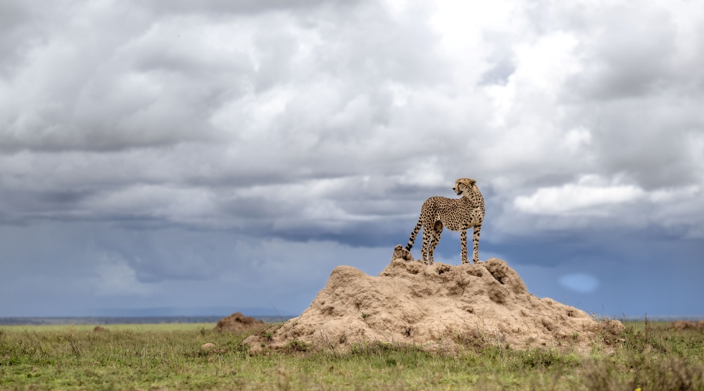 A cheetah scouts the surrounding landscape from the top of a termite mound, Namiri Plains, Serengeti National Park, Tanzania.