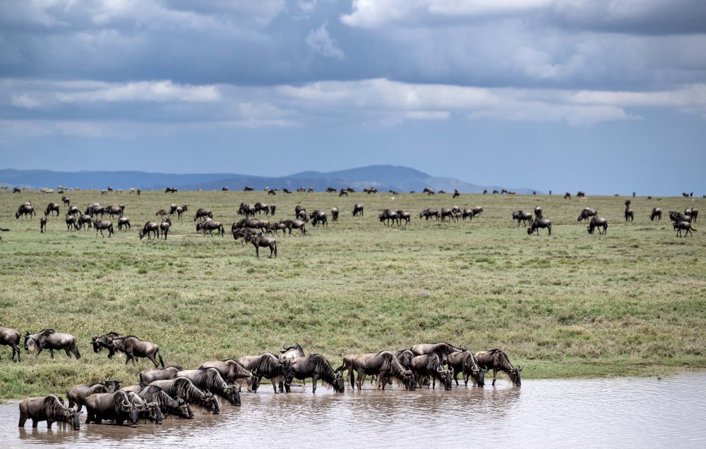 Wildebeest enjoying a watering hole in the Serengeti National Park, Tanzania.