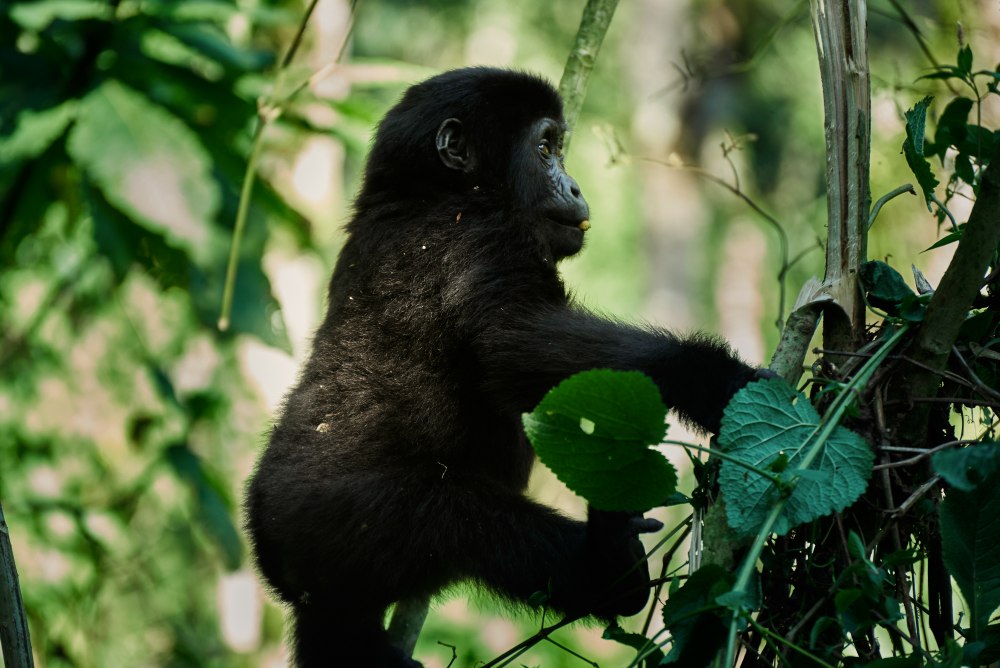 A young gorilla climbs the vegetation in Bwindi Impenetrable Forest, Uganda.