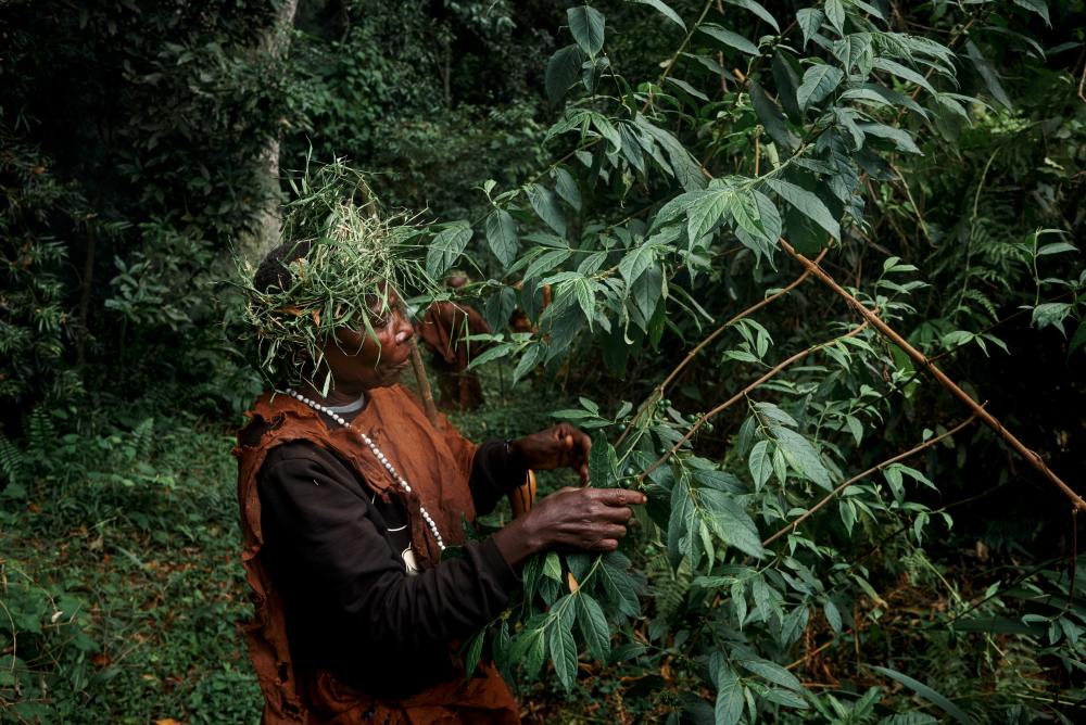 A Batwa member with a medicinal plant in Bwindi Impenetrable Forest, Uganda.