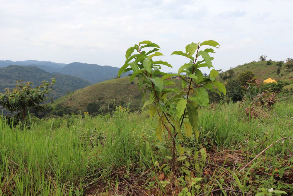 A sapling growing on the Erebero hillside, Uganda.