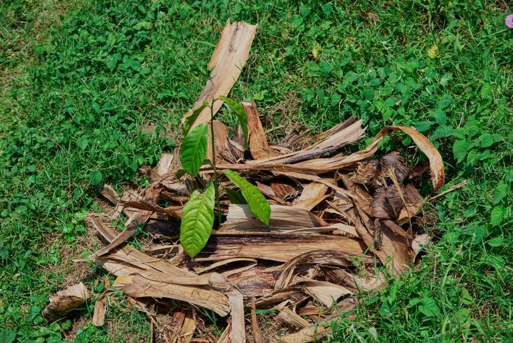 A sapling, reforestation program, Erebero Hills, Uganda.