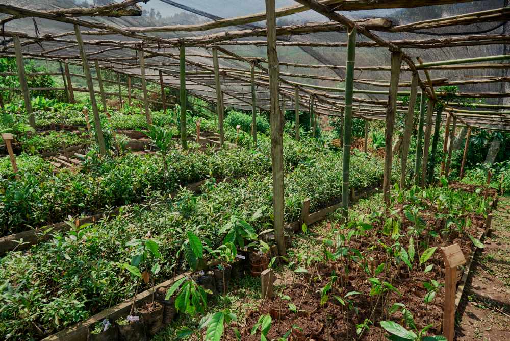 One of the nursery's for the reforestation project, Erebero Hills