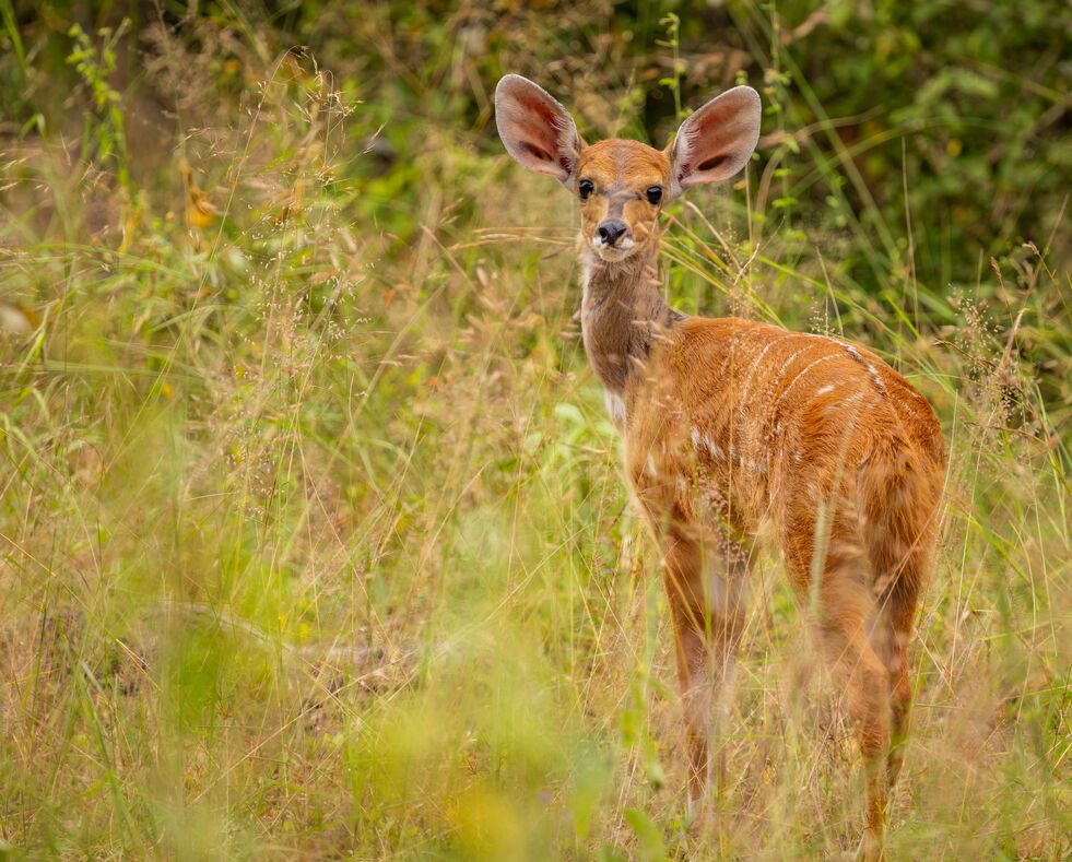 A young nyala antelope standing in tall grass, looking directly ahead with large ears raised