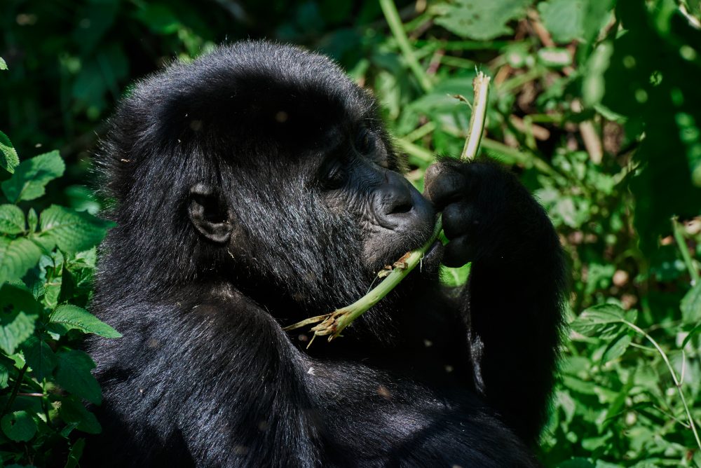 A gorilla eating in the Bwindi Impenetrable Forest, Uganda.
