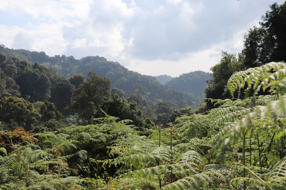 Ferns and forest views across Bwindi, Uganda.
