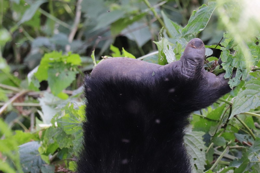 A gorilla's upturned foot, Bwindi Impenetrable Forest, Uganda.