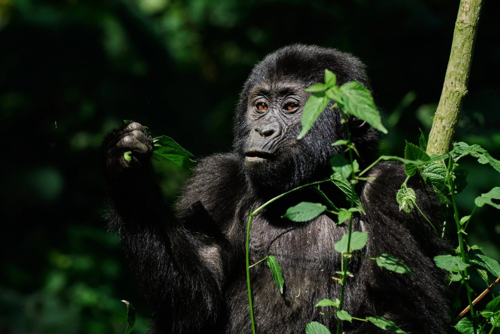 A mountain gorilla in the Bwindi Impenetrable Forest, Uganda.