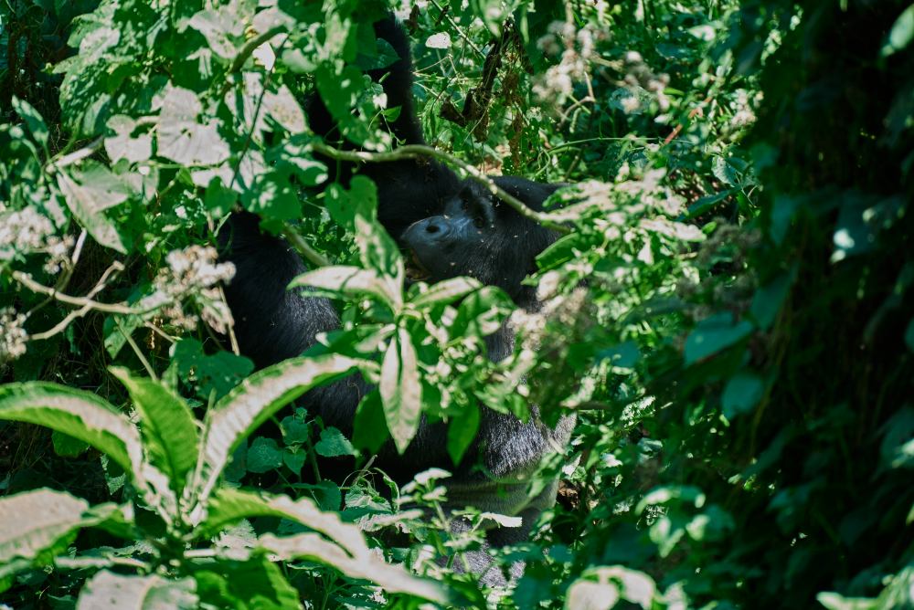 A gorilla in vegetation, Bwindi Impenetrable Forest, Uganda.