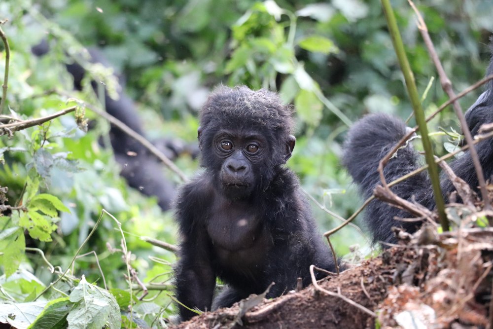 A young gorilla looks into the camera, Bwindi Impenetrable Forest, Uganda.