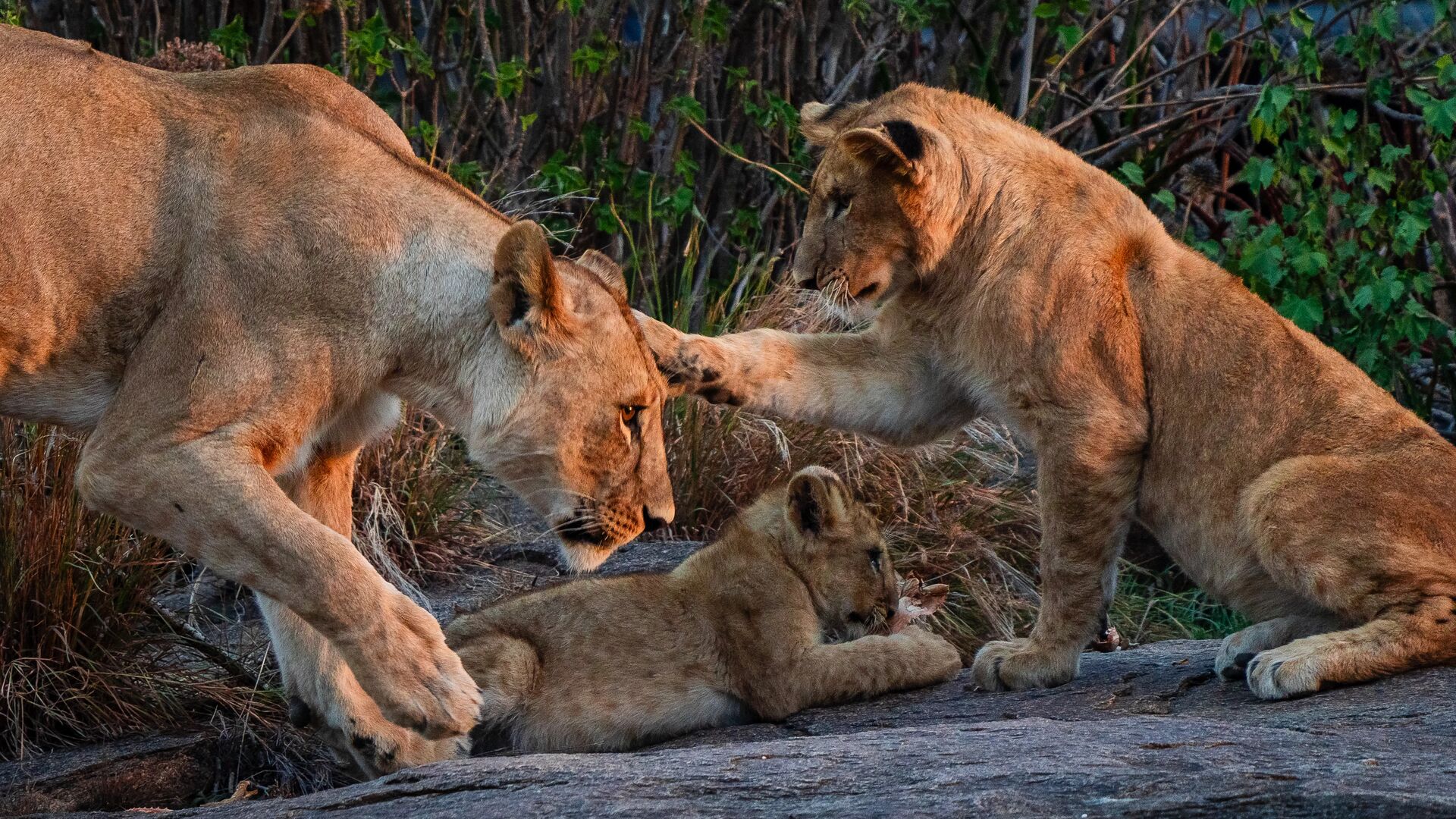 Two lionesses and a young cub interact on a rocky outcrop in warm evening light, with one lioness leaning in to nuzzle the cub while a sub-adult playfully reaches a paw towards her face, near Dunia Camp in the Serengeti, Tanzania.