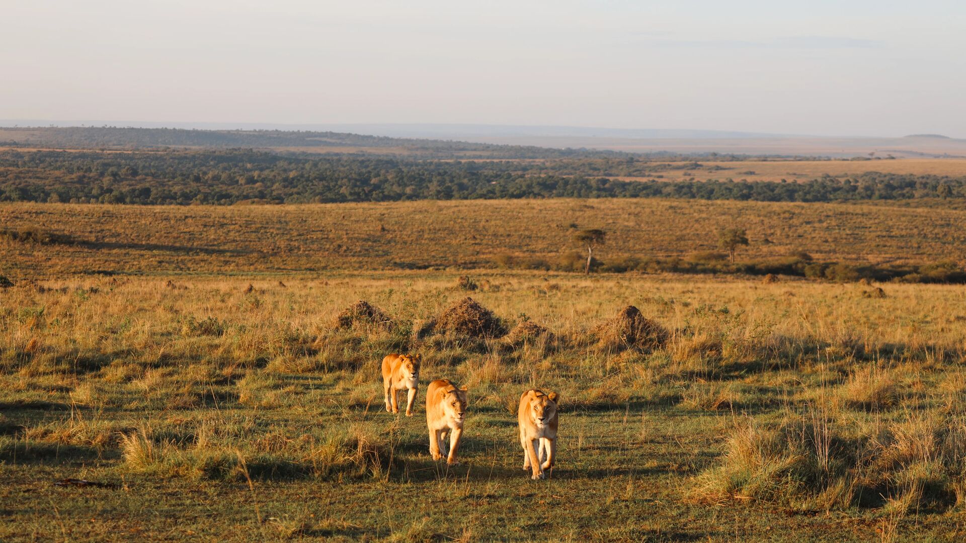 Two lionesses walk side by side across open golden savannah plains in warm early morning light, with the vast Masai Mara landscape and distant escarpment stretching behind them, near Rekero Camp, Kenya.