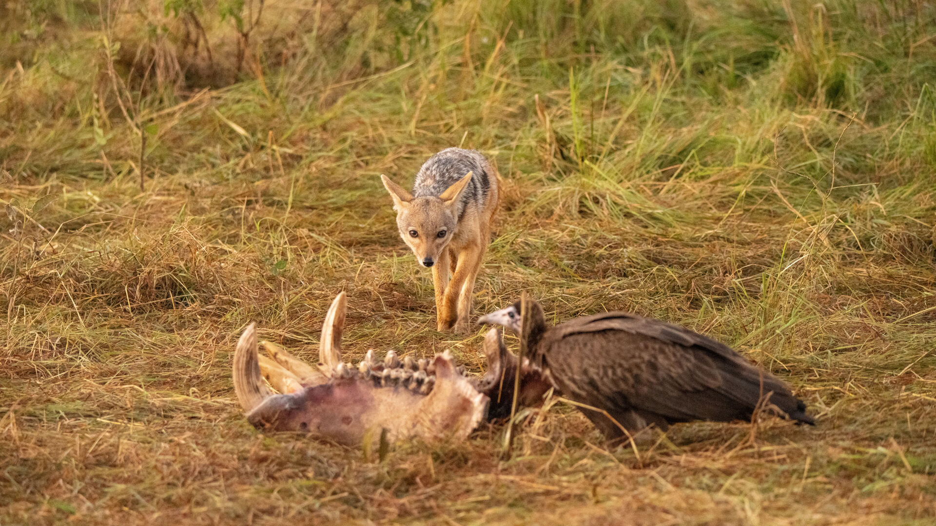 A black-backed jackal cautiously approaches a wildebeest skull on dry grassland while a vulture feeds nearby, in a standoff over remains on the Maasai Mara plains near Rekero Camp, Kenya.