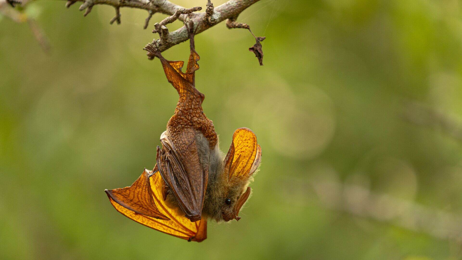 A small yellow-winged bat hangs upside down from a bare branch, its translucent amber wings partially unfurled against a soft green background, near Sayari Camp in the northern Serengeti, Tanzania.